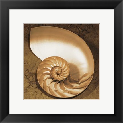 Framed Chambered Nautilus Print