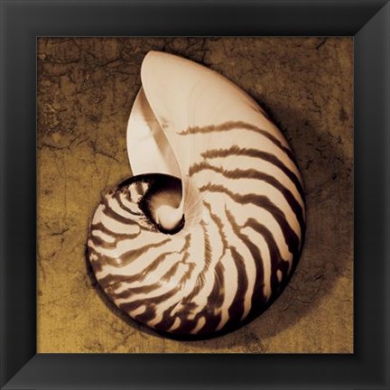 Framed Nautilus Print