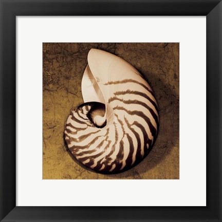 Framed Nautilus Print