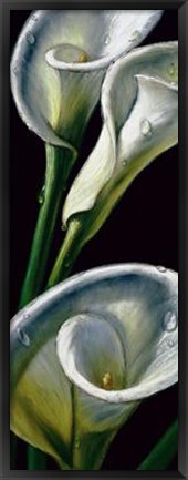 Framed Dewdrop Callas Print