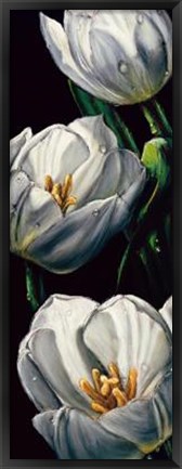 Framed Dewdrop Tulips Print