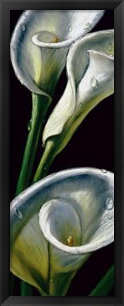 Framed Dewdrop Callas Print