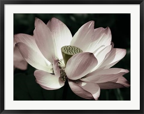 Framed Blossom Print