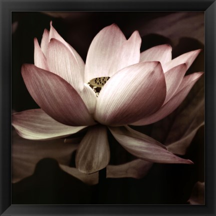 Framed Lotus I Print