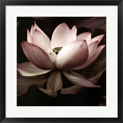 Framed Lotus I Print