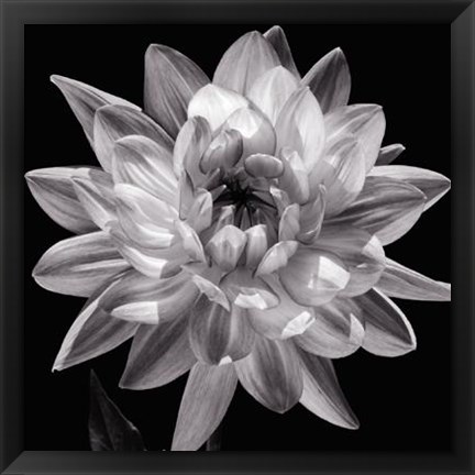 Framed White Dahlia I Print