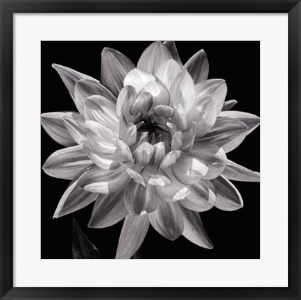 Framed White Dahlia I Print