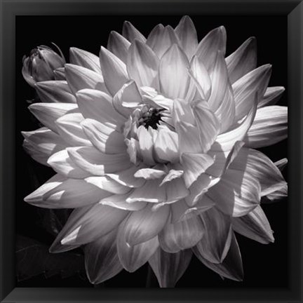 Framed White Dahlia II Print