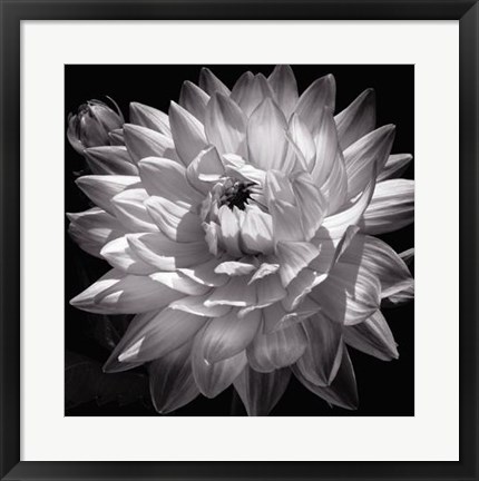 Framed White Dahlia II Print