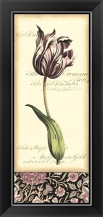 Framed Baroque Tulip In Pink I Print