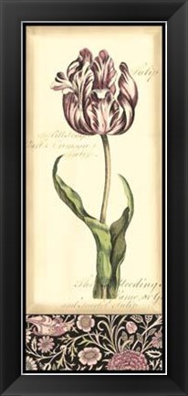 Framed Baroque Tulip In Pink II Print