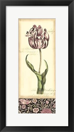 Framed Baroque Tulip In Pink II Print