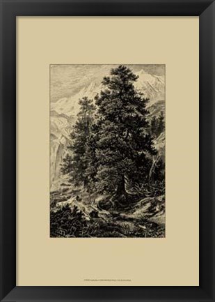 Framed Arolla Pine Print