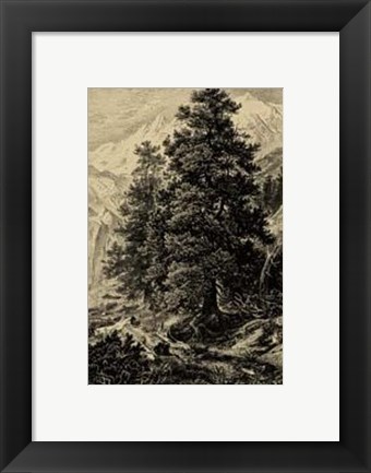 Framed Arolla Pine Print