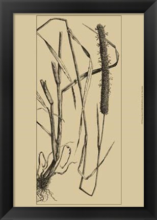 Framed Grass Roots II Print