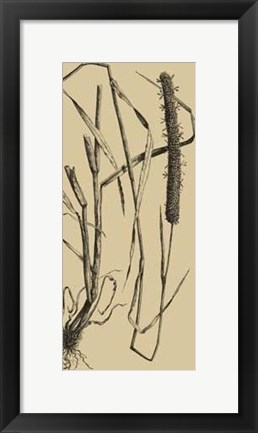 Framed Grass Roots II Print