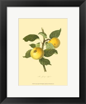 Framed Grange Apple Print