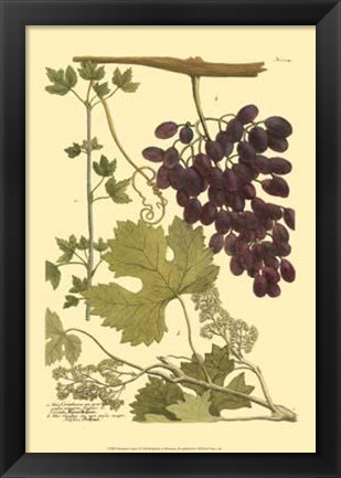 Framed Grapes I Print