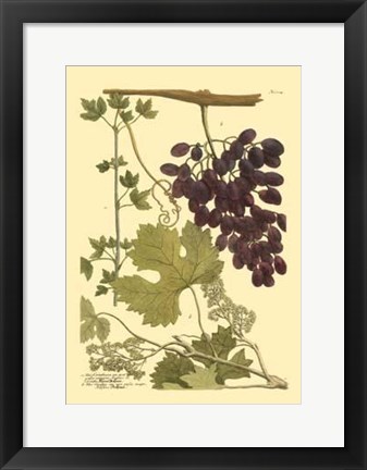 Framed Grapes I Print