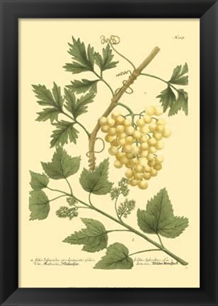 Framed Grapes II Print