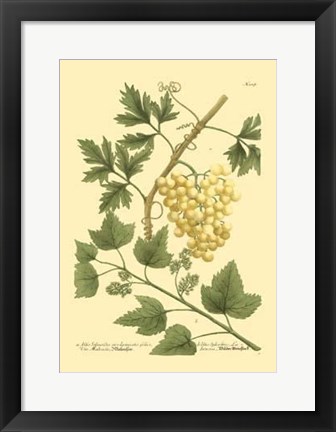 Framed Grapes II Print