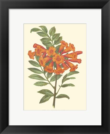 Framed Bountiful Garden III Print