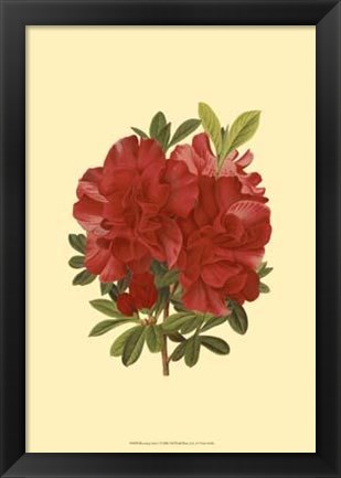 Framed Blooming Azalea I Print