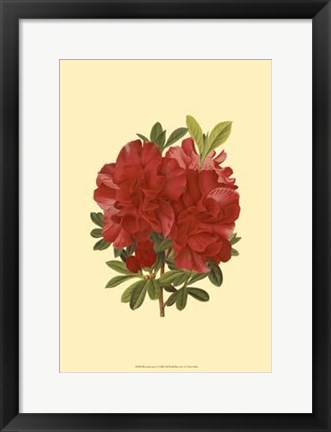 Framed Blooming Azalea I Print