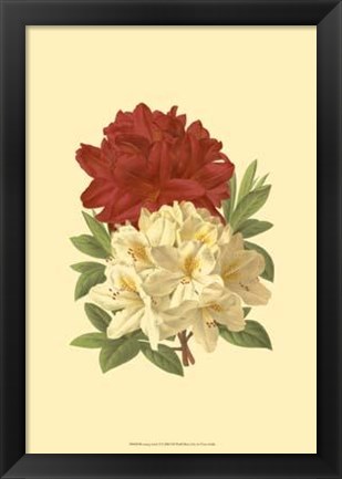 Framed Blooming Azalea II Print