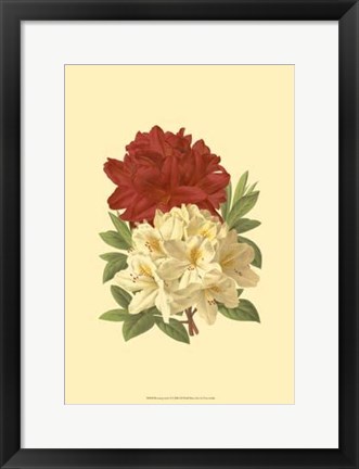 Framed Blooming Azalea II Print