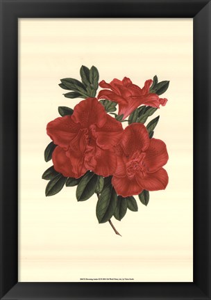 Framed Blooming Azalea III Print