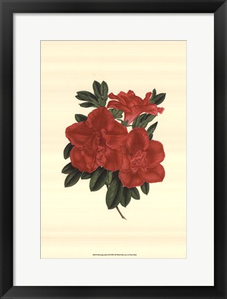 Framed Blooming Azalea III Print