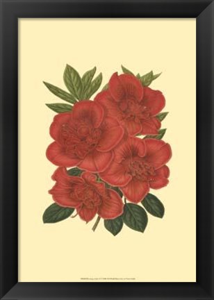 Framed Blooming Azalea IV Print