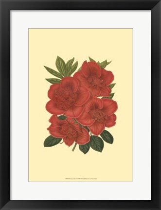 Framed Blooming Azalea IV Print