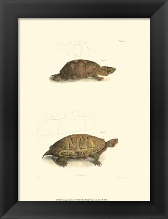 Framed Antique Turtles I Print