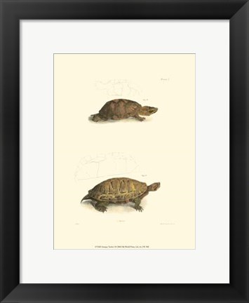 Framed Antique Turtles I Print