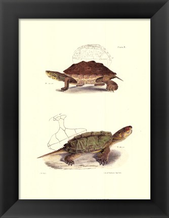 Framed Antique Turtles II Print