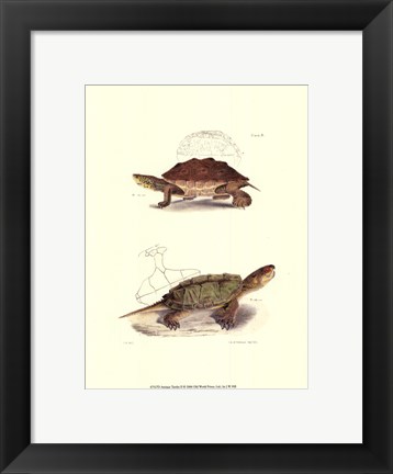 Framed Antique Turtles II Print