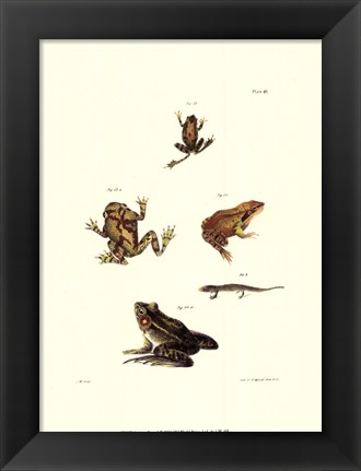 Framed Antique Frogs I Print