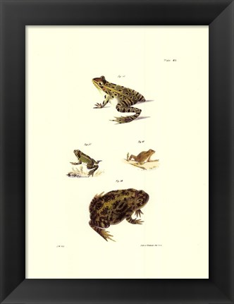 Framed Antique Frogs II Print