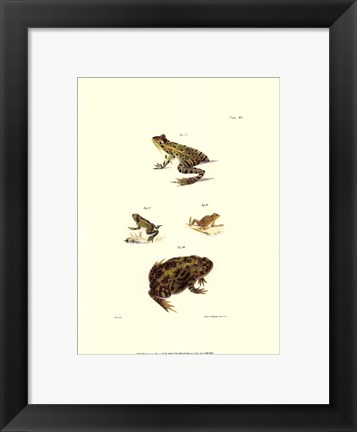 Framed Antique Frogs II Print