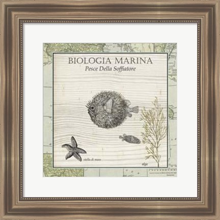 Framed Biologia Marina II Print