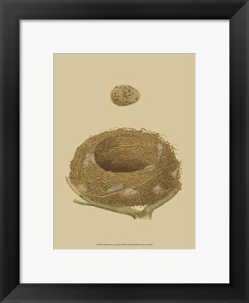 Framed Antique Nest Egg IV Print