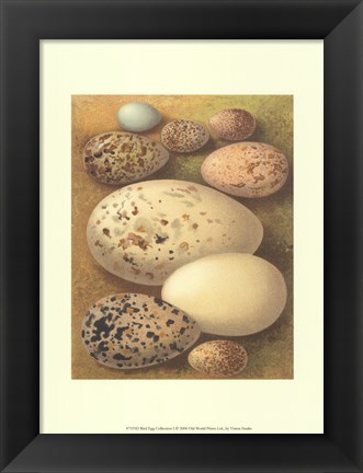 Framed Bird Egg Collection I Print