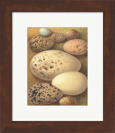 Framed Bird Egg Collection I Print