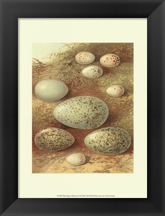 Framed Bird Egg Collection II Print