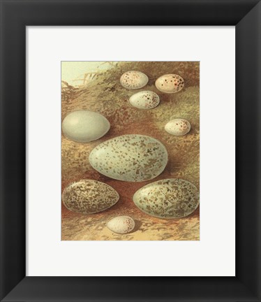 Framed Bird Egg Collection II Print