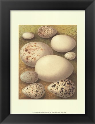 Framed Bird Egg Collection III Print