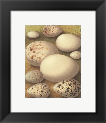 Framed Bird Egg Collection III Print