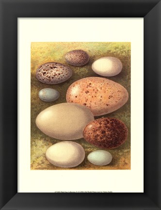 Framed Bird Egg Collection IV Print